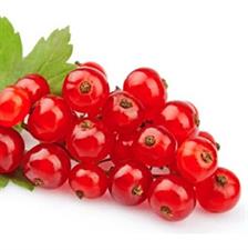 RIBES ROSSO KG.2,5X2